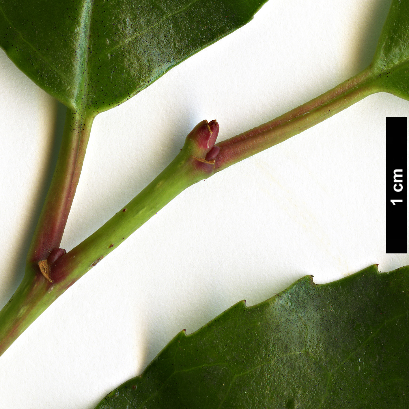 High resolution image: Family: Rosaceae - Genus: Prunus - Taxon: lusitanica - SpeciesSub: subsp. hixa High resolution image: Family: Rosaceae - Genus: Prunus - Taxon: lusitanica - SpeciesSub: subsp. hixa